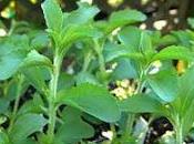 Finalmente Stevia!