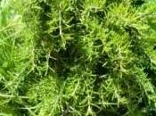 Rosmarino, rugiada mare