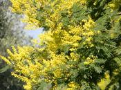 Mimose fiore! Come conservarle fresche fare simpatico centrotavola!