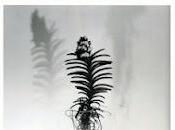 libreria "Meditazione femminile" Michela Zanarella