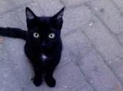 anno abbandonati trecento gatti. Raccolta cibo Cittadella