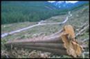 caduta giganti: alberi grandi mondo rapido declino
