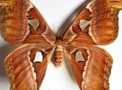 Attacus: farfalla gigante
