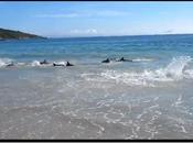 Brasile, delfini “spiaggiano” record YouTube VIDEO