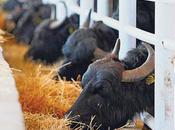 bufalo dell’Anatolia