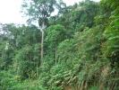 Salvati 100.000 ettari foresta Kenya
