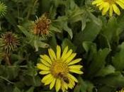 Fitoterapia Grindelia tosse