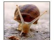 Sciroppo lumaca?