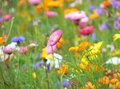 Festeggia Primavera tavola, proposta colore stagione