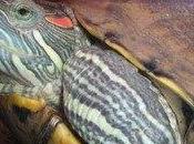 tartarughe americane (prima parte)