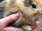 vita grama, grama vita!