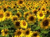 Girasole anche sinonimo sviluppo economico Tanzania