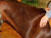 Assessore comunale muore dopo caduta cavallo