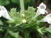 Fitoterapia Melissa officinalis nervosismo