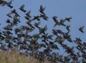 Stanziati contributi prevenzione indennizzo danni fauna selvatica