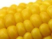 solo autorizzati: fuorilegge mais Friuli