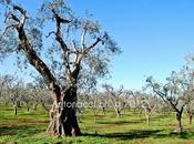 Foto dalle campagne Carpino