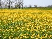 Dalla radice petali: tarassaco