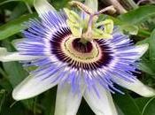 Fitoterapia Passiflora nervosismo