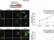 Invecchiamento: telomeri accorciano riparano