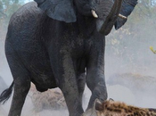 Foto giorno marzo 2012 mamma elefante difende piccolo iene affamate