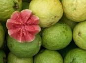 Guava, frutto viene Tropici