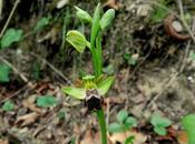 Ophrys fusca