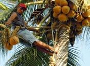 Scendimi cocco dalla palma (foto gallery)